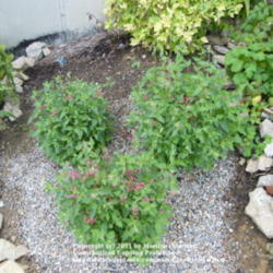Location: My garden in Kentucky
Date: 2008-07-09
Planted 3 one-gallon size pots of 'Raspberry Summer'.