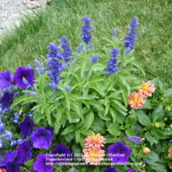 Location: My garden in Kentucky
Date: 2008-06-21
Small plant of 'Victoria Blue' in a mixed container.