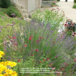 Location: My garden in Kentucky
Date: 2006-06-26