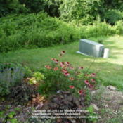 Location: My garden in KentuckyDate: 2008-07-09