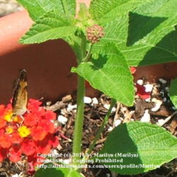 Location: My garden in Kentucky
Date: 2006-06-30
#Pollination