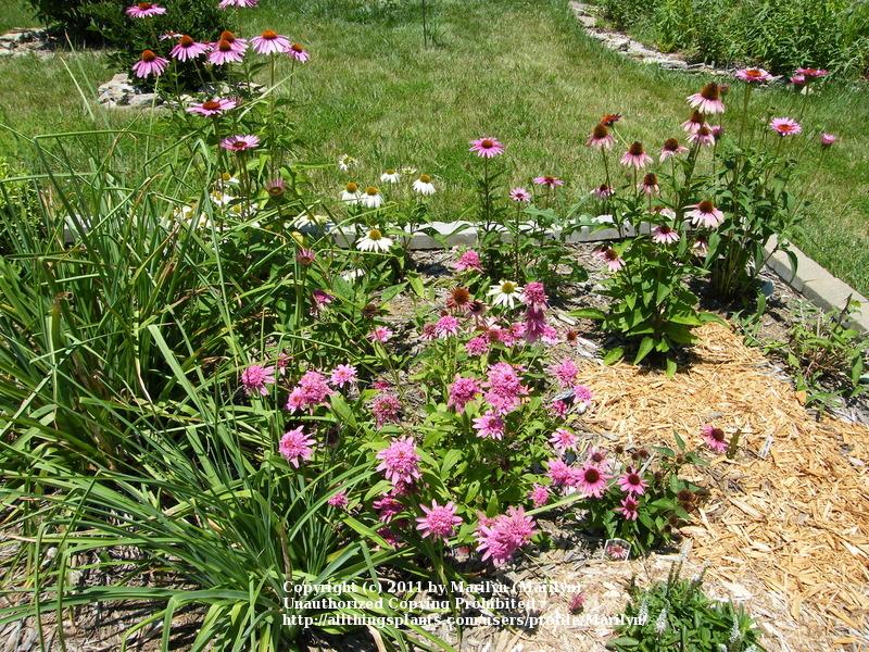 Photo of Coneflower (Echinacea 'Pink Double Delight') uploaded by Marilyn