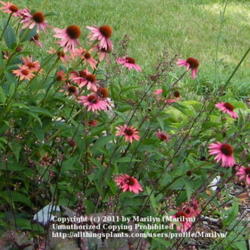 Location: My garden in Kentucky
Date: 2008-07-09