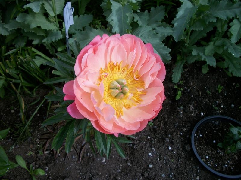 Photo of Peony (Paeonia 'Coral Sunset') uploaded by Oberon46