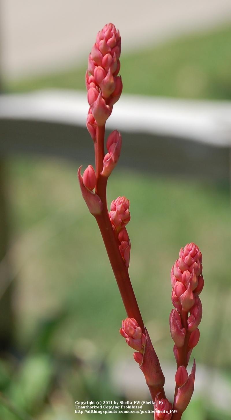 Photo of Red Yucca (Hesperaloe parviflora) uploaded by Sheila_FW