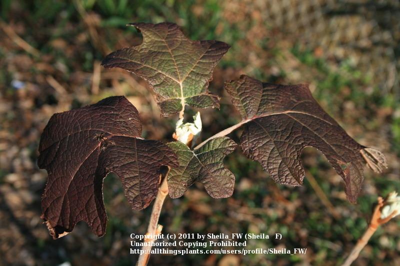 Photo of Oakleaf Hydrangea (Hydrangea quercifolia) uploaded by Sheila_FW