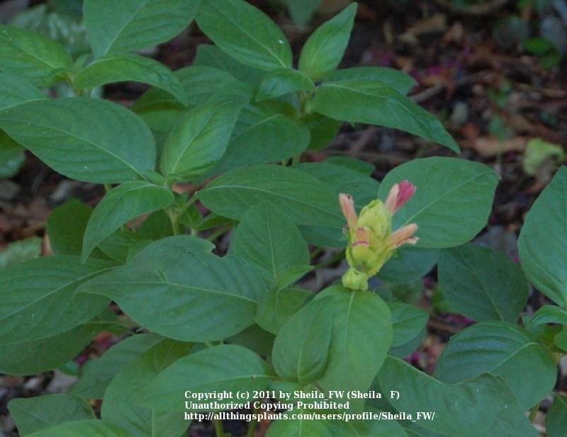 Photo of Shrimp Plant (Justicia brandegeeana 'Fruit Cocktail') uploaded by Sheila_FW