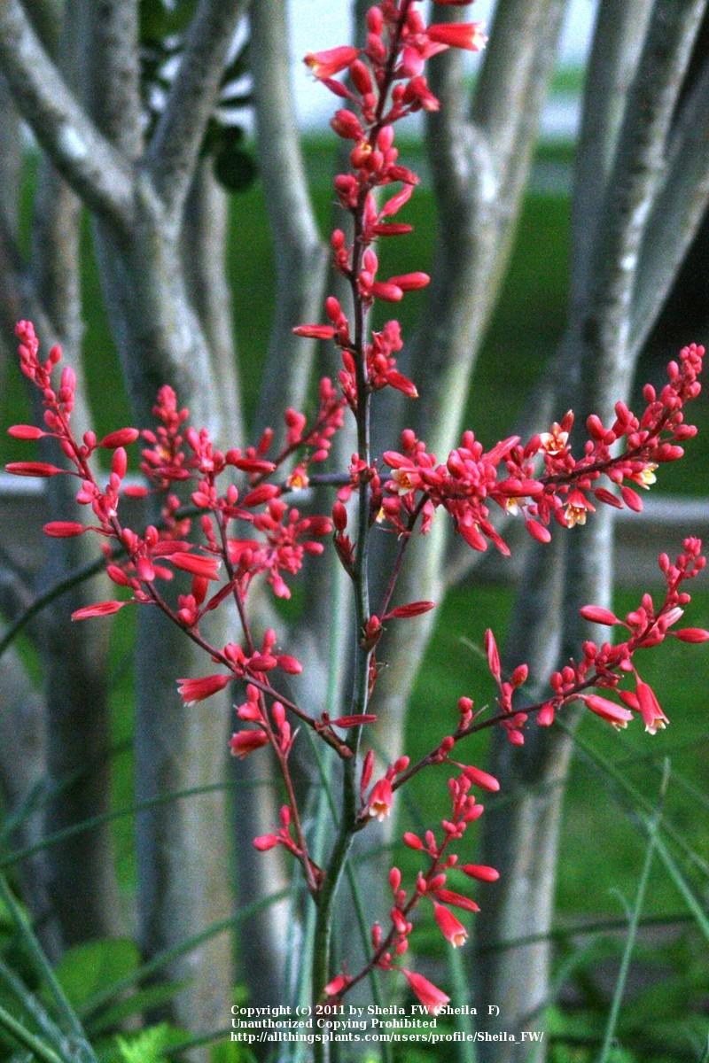 Photo of Red Yucca (Hesperaloe parviflora) uploaded by Sheila_FW