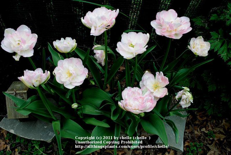Photo of Double Late Tulip (Tulipa 'Angelique') uploaded by chelle