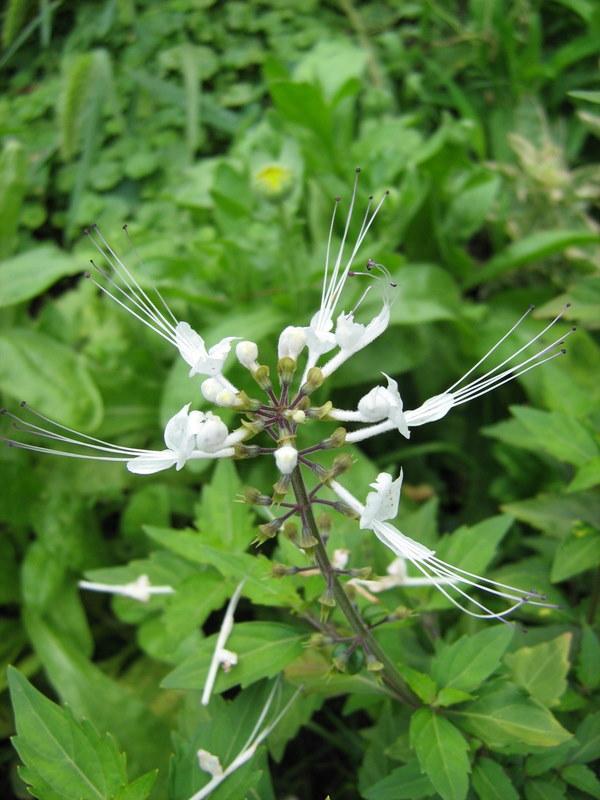 Photo of Cat's Whiskers (Orthosiphon aristatus) uploaded by gardengus
