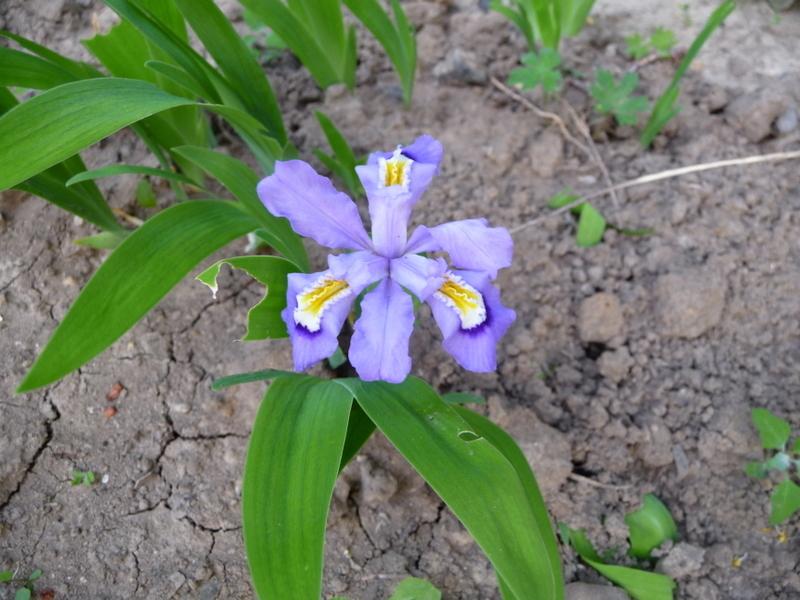 Photo of Species Iris (Iris cristata) uploaded by gardengus
