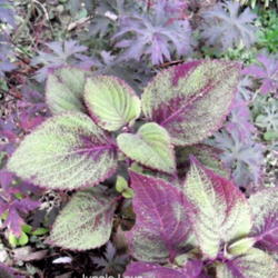 Location: Shade garden Z6a
Date: 2011-07-31
I am so glad I used this plant near Geranium Midnight Reiter