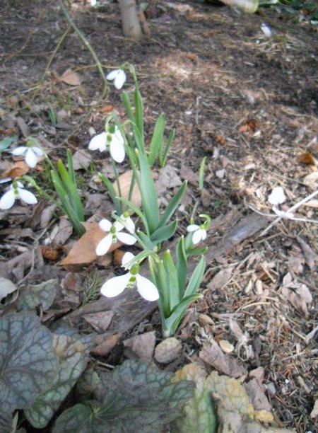 Photo of Snowdrop (Galanthus nivalis) uploaded by ge1836