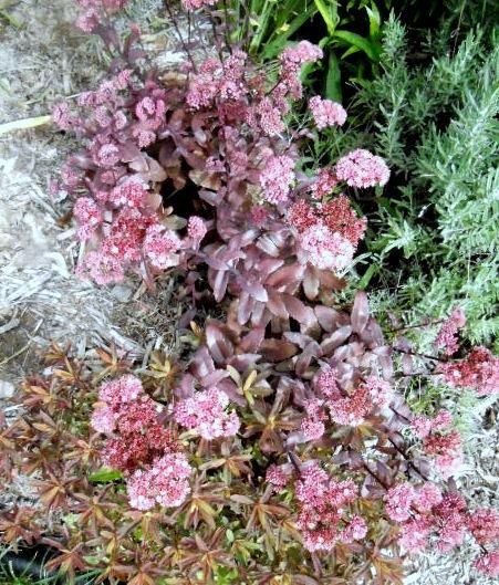 Photo of Stonecrop (Hylotelephium telephium subsp. telephium 'Purple Emperor') uploaded by ge1836