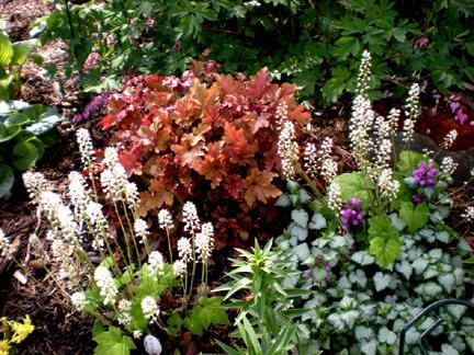 Photo of Coral Bells (Heuchera 'Marmalade') uploaded by ge1836