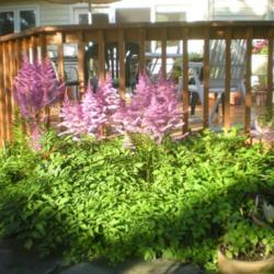 Location: Shade garden Z6a
Date: 2010-06-24
The top of the deck rails is 4 feet.This astilbe had 2 different 