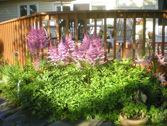 Photo of Astilbe 'Amethyst' uploaded by ge1836