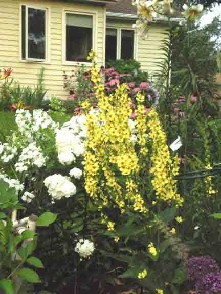 Photo of Nettle-Leaved Mullein (Verbascum chaixii 'Sixteen Candles') uploaded by ge1836