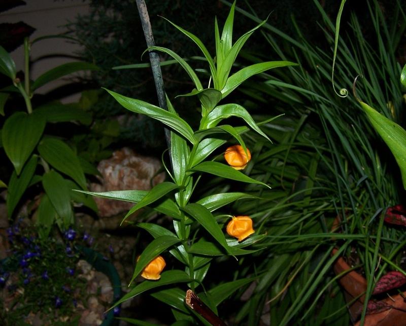 Photo of Chinese Lantern Lily (Sandersonia aurantiaca) uploaded by jmorth