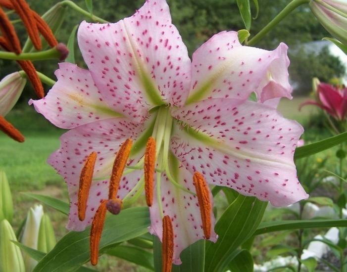 Photo of Lily (Lilium 'Lavender Gem') uploaded by pixie62560