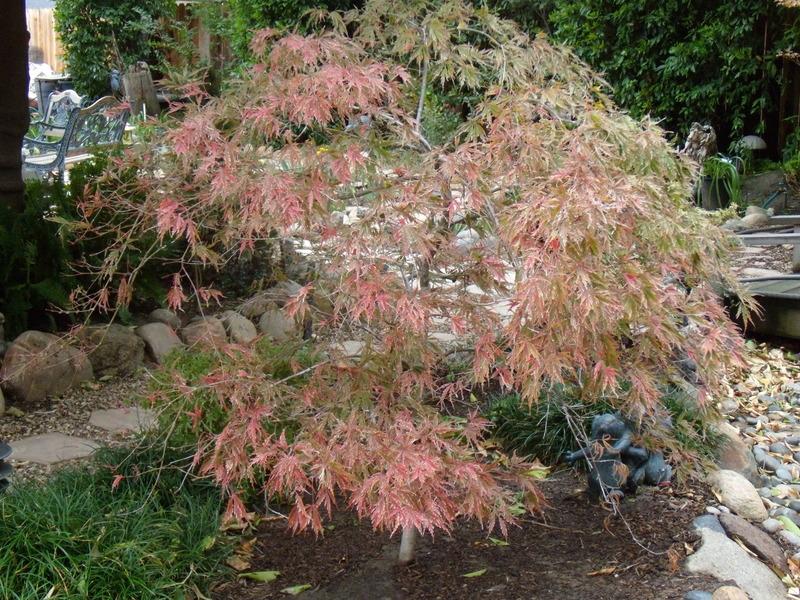 Photo of Cutleaf Japanese Maple (Acer palmatum 'Crimson Queen') uploaded by Betja