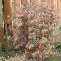 Location: My garden in Bakersfield, CA
Date: Nov.13, 2011 
Tamukeyama starting to change colors in November