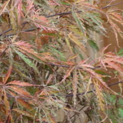 Location: My garden in Bakersfield, CA
Date: Nov.13, 2011
Leaves starting to turn in November in Bakersfield