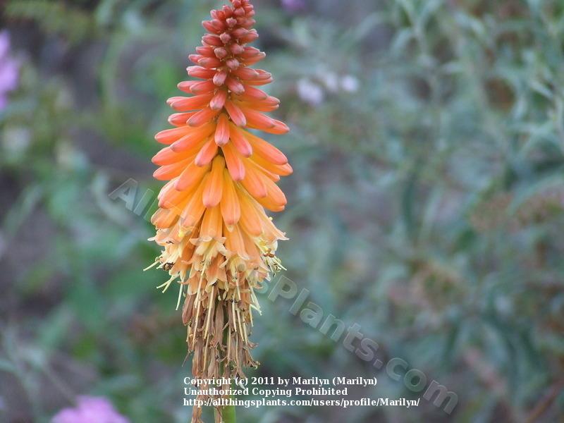 Photo of Red Hot Poker (Kniphofia 'Alcazar') uploaded by Marilyn