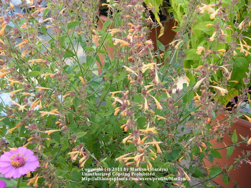 Photo of Giant Hyssop (Agastache 'Apricot Sunrise') uploaded by Marilyn