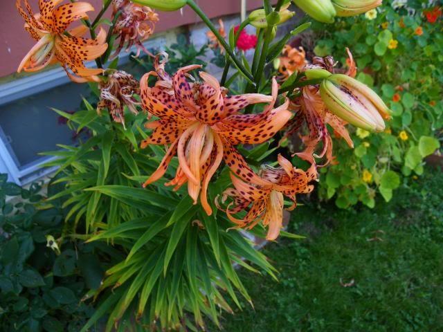 Photo of Double Tiger Lily (Lilium lancifolium 'Flore Pleno') uploaded by Newyorkrita