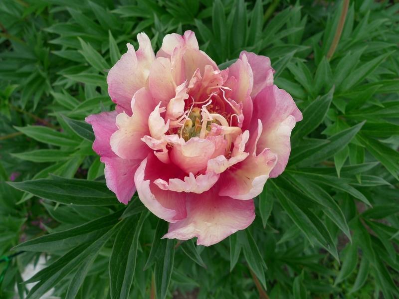Photo of Intersectional Peony (Paeonia 'Julia Rose') uploaded by Oberon46