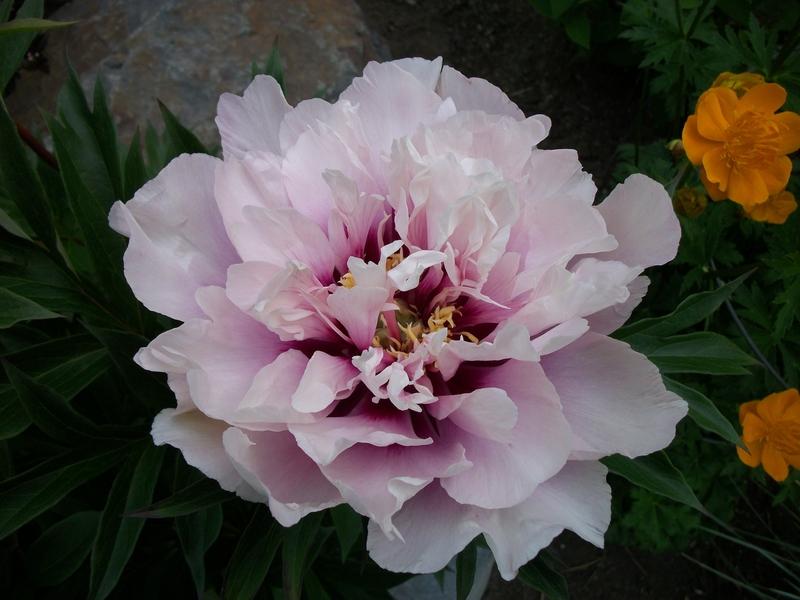 Photo of Itoh Peony (Paeonia 'Cora Louise') uploaded by Oberon46