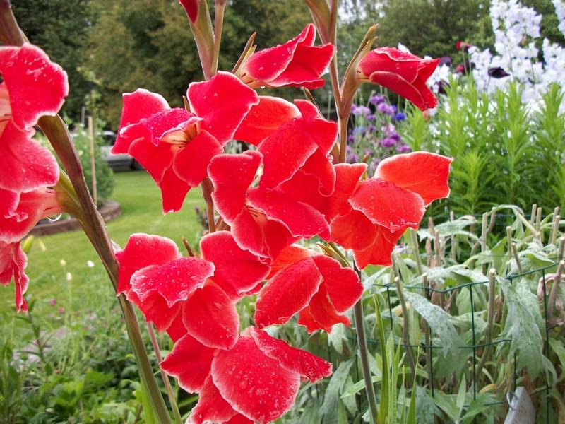 Photo of Gladiolus 'Atom' uploaded by Oberon46