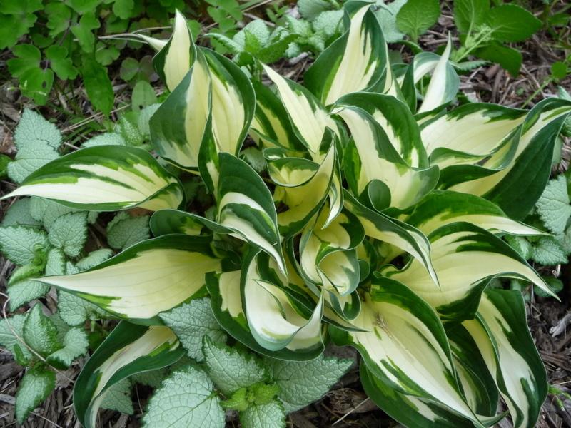 Photo of Hosta 'Fire and Ice' uploaded by gardengus