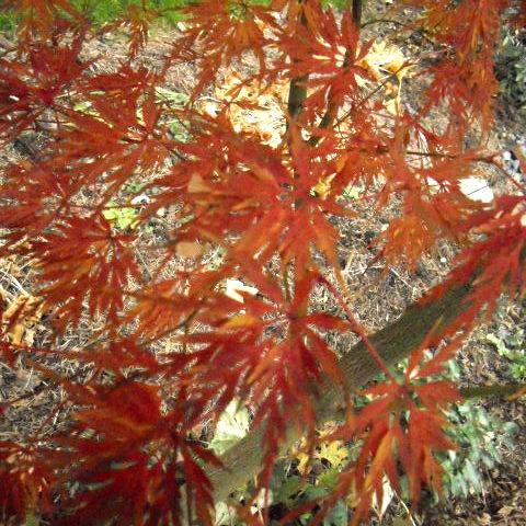 Photo of Cutleaf Japanese Maple (Acer palmatum 'Seiryu') uploaded by ge1836
