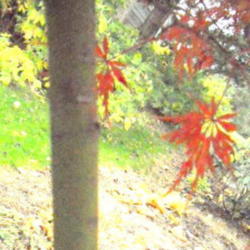 Location: Shade garden Z6a
Date: 2011-11-14
The bark color in spring and summer is lime green. Someone told m