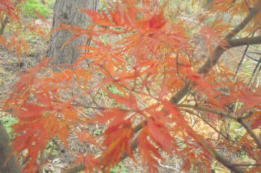 Photo of Cutleaf Japanese Maple (Acer palmatum 'Seiryu') uploaded by ge1836