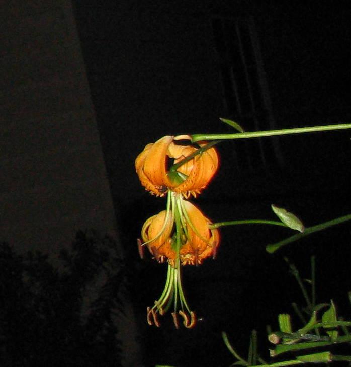 Photo of Henry's Lily (Lilium henryi) uploaded by jmorth