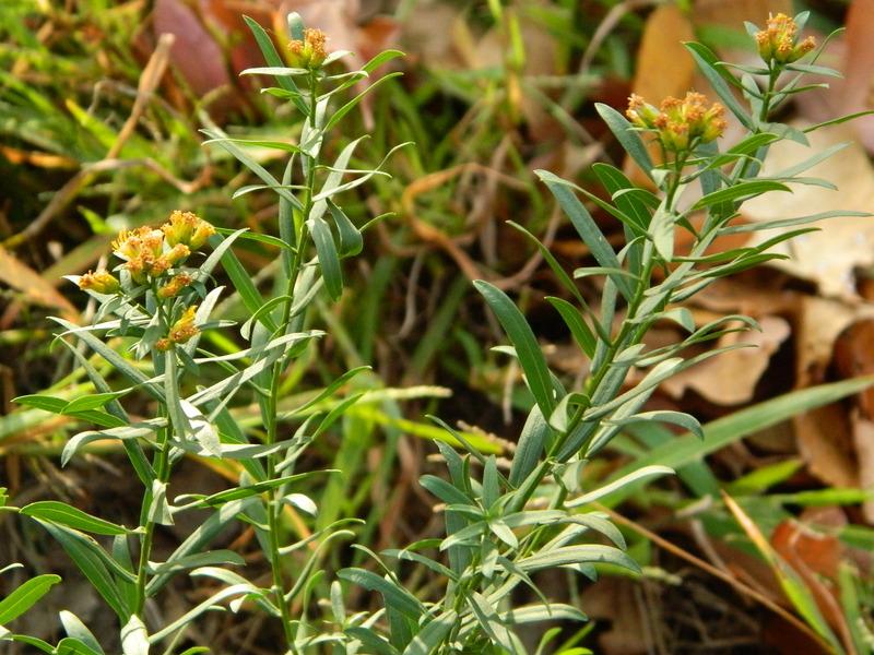 Photo of Plains Grass-Leaved Goldenrod (Euthamia gymnospermoides) uploaded by wildflowers
