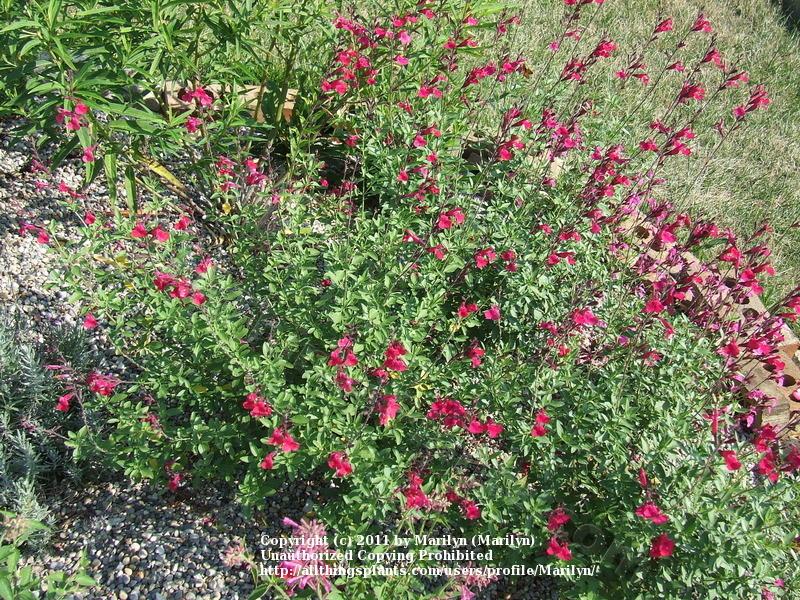 Photo of Autumn Sage (Salvia greggii 'Raspberry Delight') uploaded by Marilyn