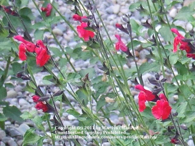 Photo of Autumn Sage (Salvia Navajo™ Bright Red) uploaded by Marilyn