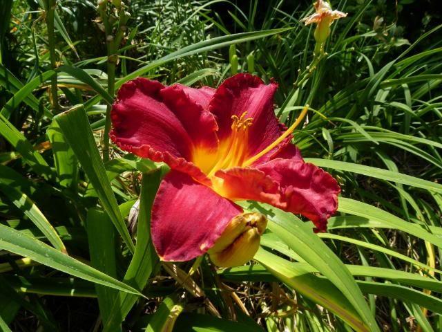 Photo of Daylily (Hemerocallis 'Paint the Town Red') uploaded by Newyorkrita