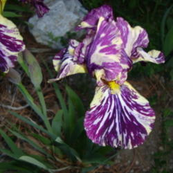 Location: Pleasant Grove, Utah
Date: 2011-05-25
Specie X Bearded Iris 'Beta Gnu'