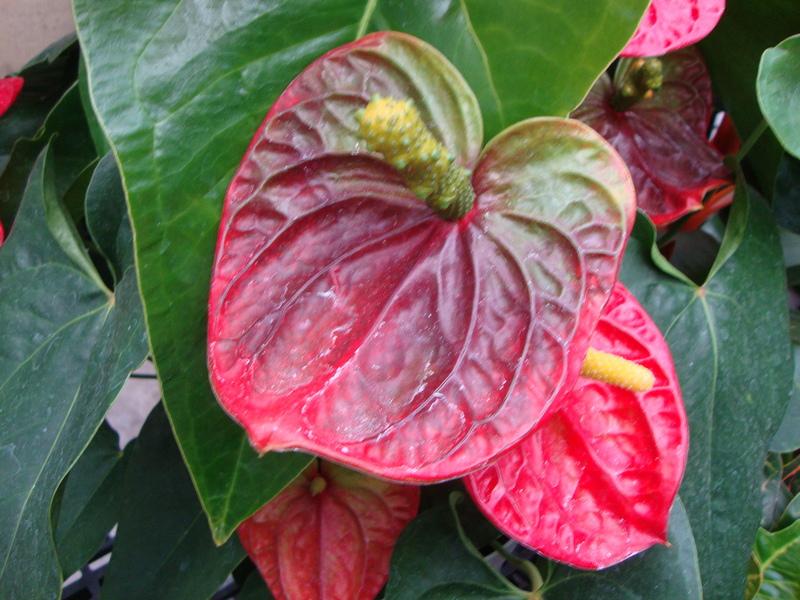 Photo of Anthuriums (Anthurium) uploaded by Paul2032