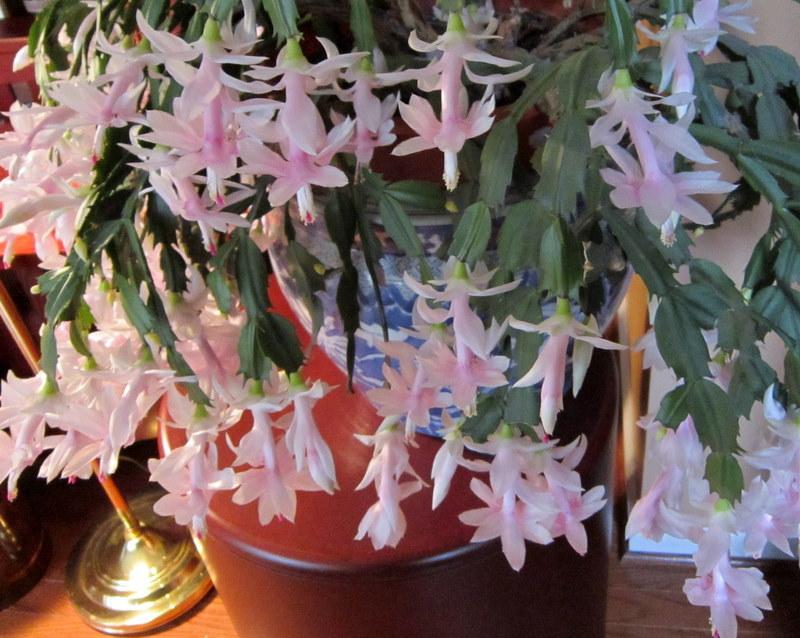 Photo of Holiday Cactus (Schlumbergera truncata 'White Christmas') uploaded by ge1836