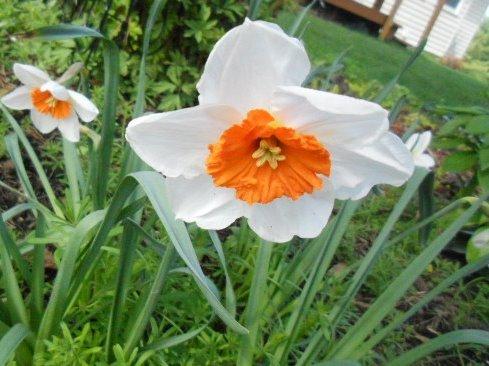 Photo of Large Cupped Daffodil (Narcissus 'Cool Flame') uploaded by ge1836