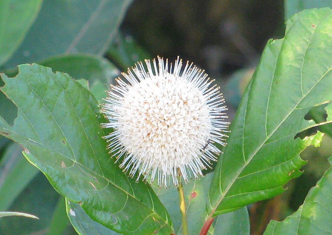 Photo of Buttonbush (Cephalanthus occidentalis) uploaded by jmorth