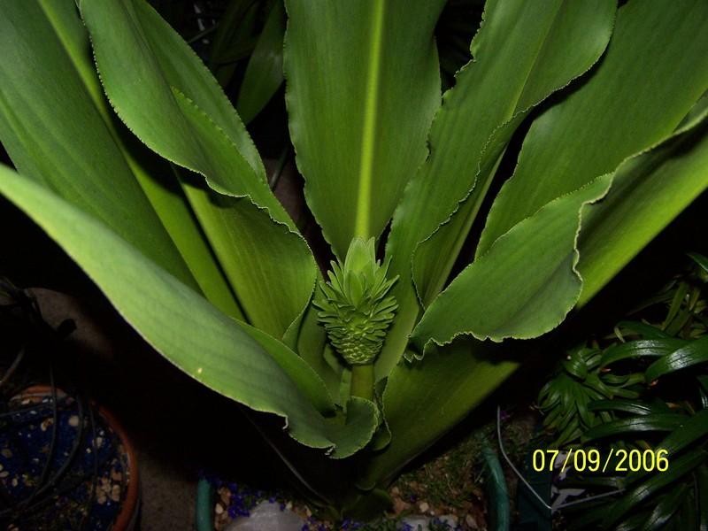 Photo of Giant Pineapple Lily (Eucomis pallidiflora subsp. pole-evansii) uploaded by jmorth