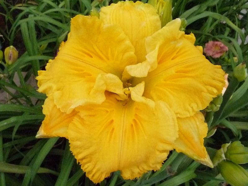 Photo of Daylily (Hemerocallis 'Song of the Empire') uploaded by lyle627