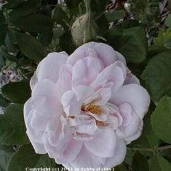 Location: My Garden, Arvada, Colorado
Date: June
Banshee - the one described by Leonie Bell
